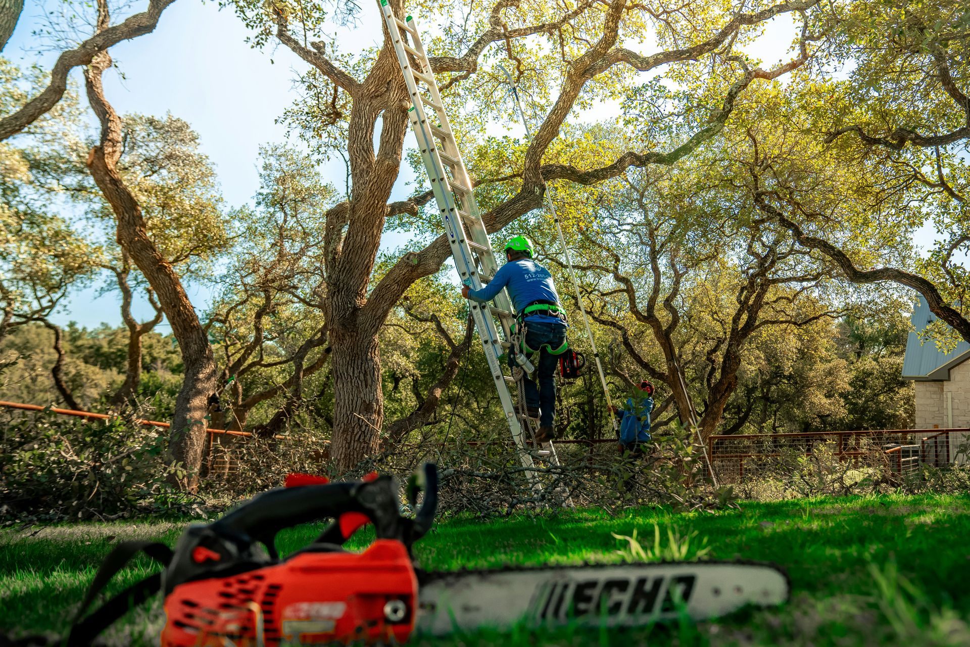 A tree arborist is climbing a ladder to trim branches